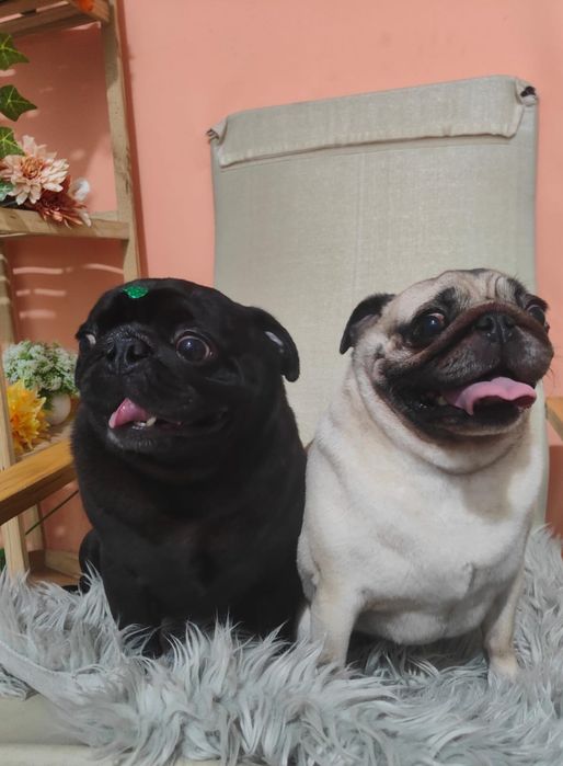 Doa-se casal de pug