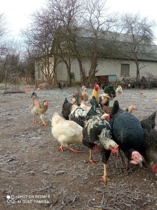 Юрловська голосиста курочкі