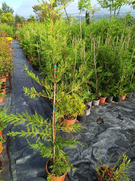 Leyland - Leylandii - Cedro para sebe