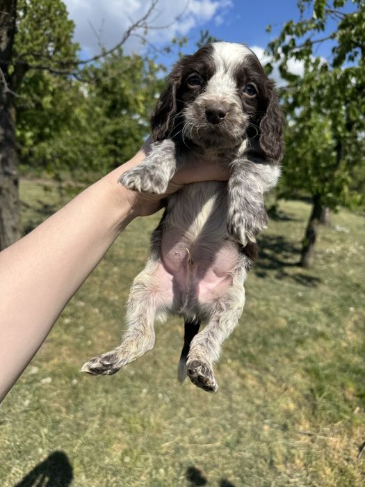 Бомбезний хлопчик Англ кокер