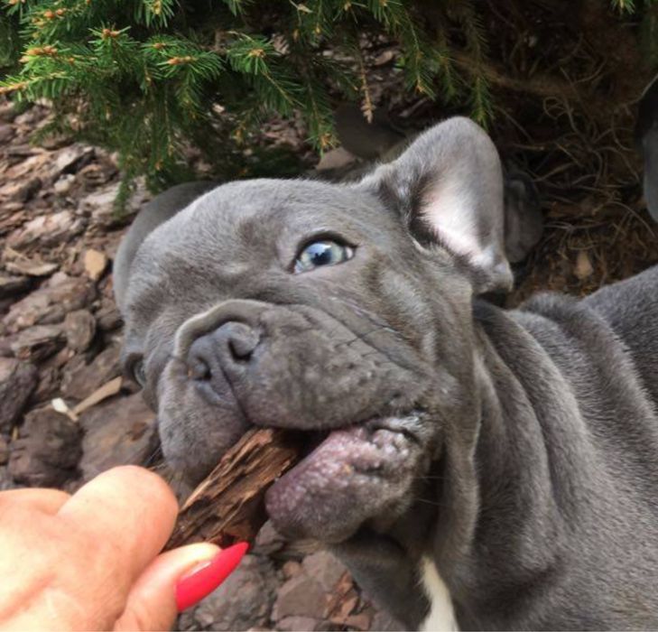 Buldog francuski Lilac lilak liliowy nie blue niebieski blekitny