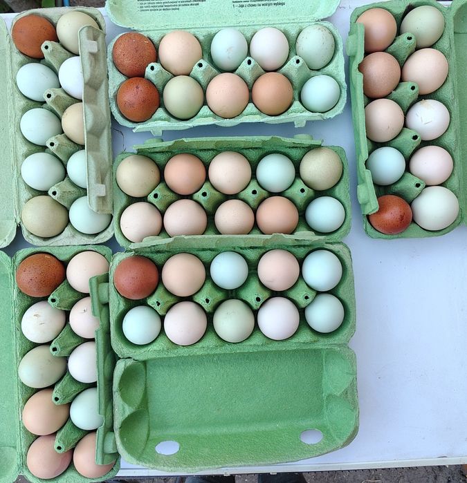 Jaja lęgowe mixy...Marans, Wyandotta, Włoszka, Araukana, Ayam Cemani