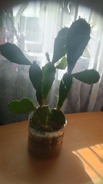 Продам кактус опунція