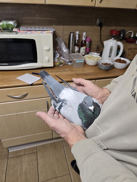 Gołębie pocztowe 77