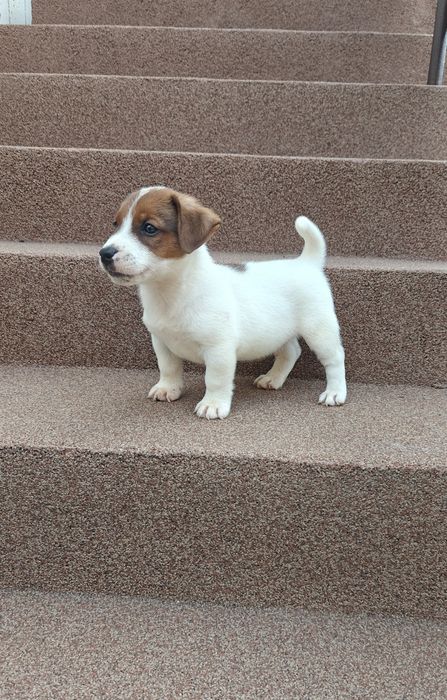 Jack russell terrier piesek