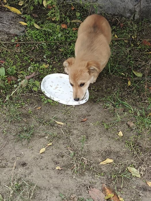 Цуценят в добрі руки. Шанс на життя