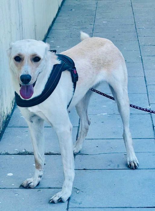 Cadela meiga para adoção responsável – Gondomar