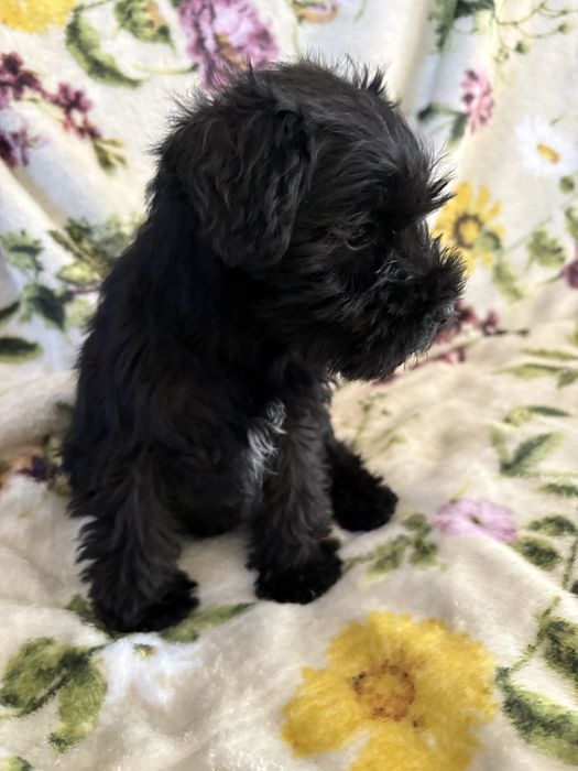 Sznaucer miniaturowy czarny - PIESEK