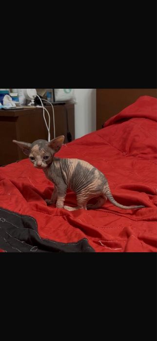 Canadian sphynx menina