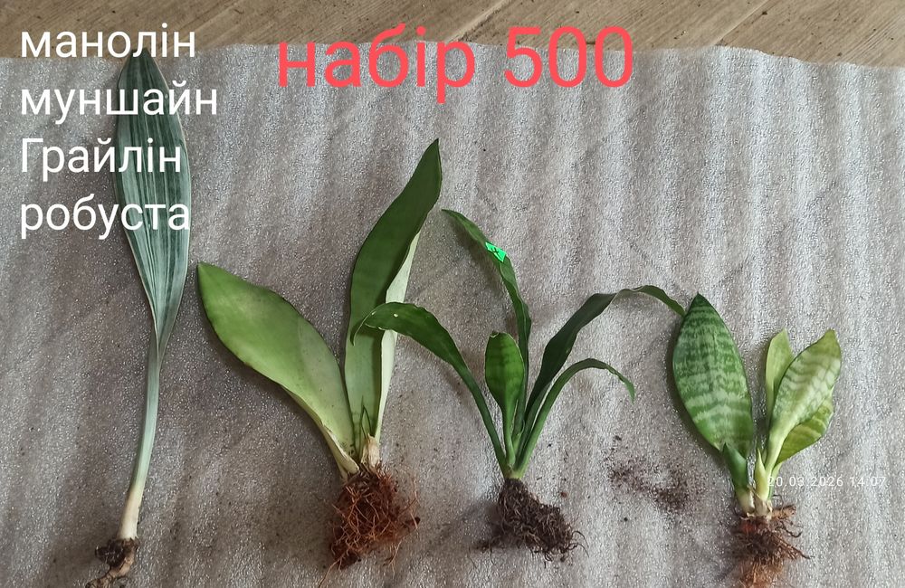 Набори сансевієрій