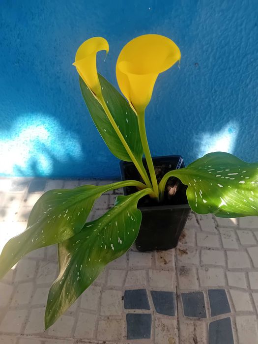 Lirio Calla Zantedeshia