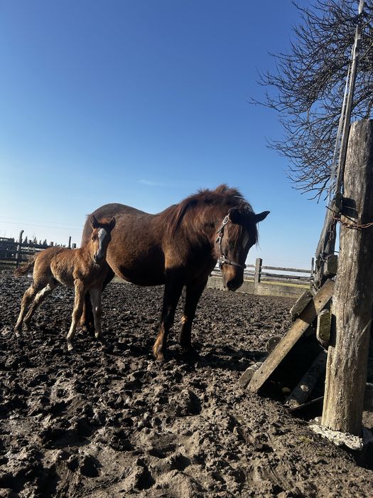 Sprzedaż koni huculskich