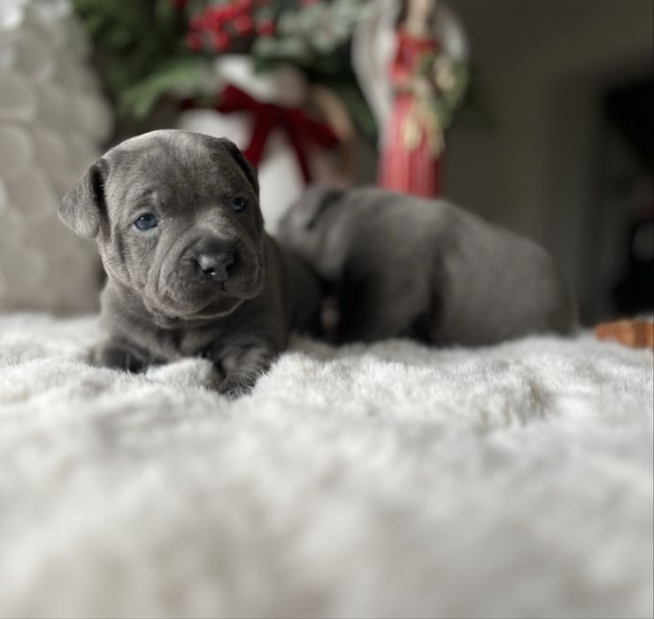 Staffordshire Bull Terrier Staffik