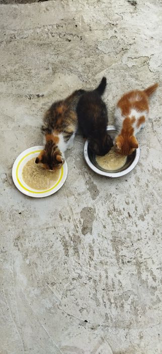 Віддам кошенят у добрі руки