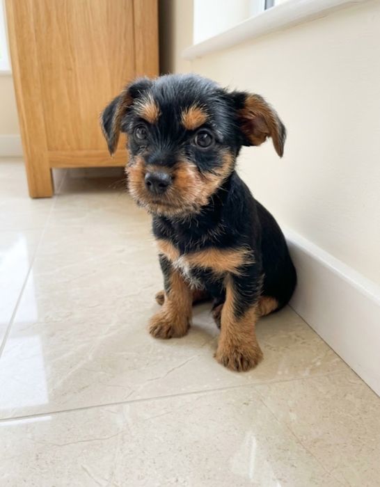 Piesek Yorkshire terrier Shih tzu