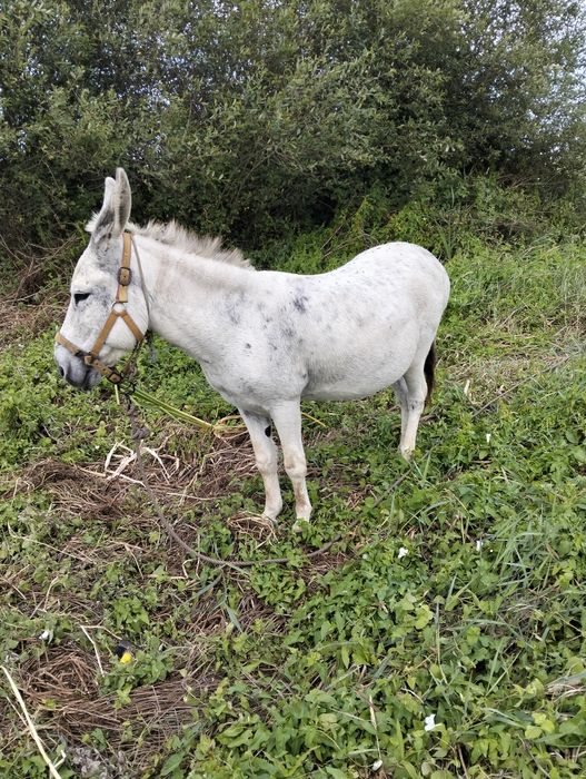 Vendo burro capado