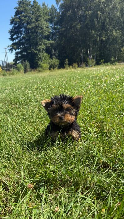 Yorkshire terrier miniaturka samiec
