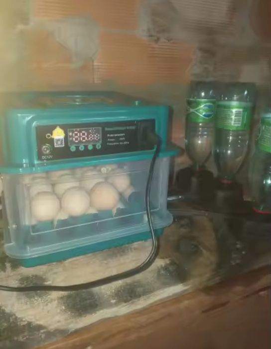 Chocadeiras automáticas