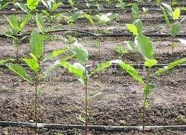 Саджанці та черенки горіха Пекан.Саженцы ореха Пекан.