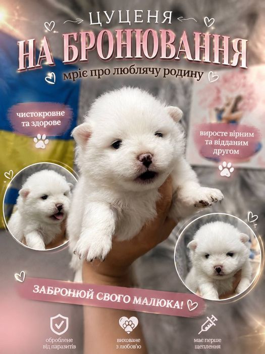 Цуценята померанський шпіц міні,дві дівчинки
