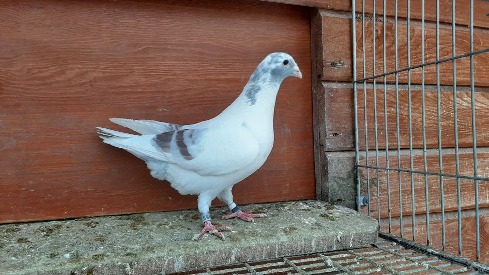 Ptaki pocztowe krase mozaik. 25r