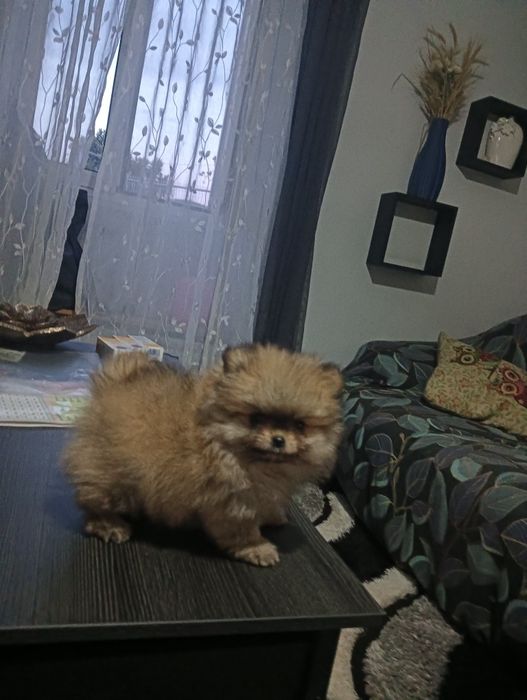 Spitz macho anão
