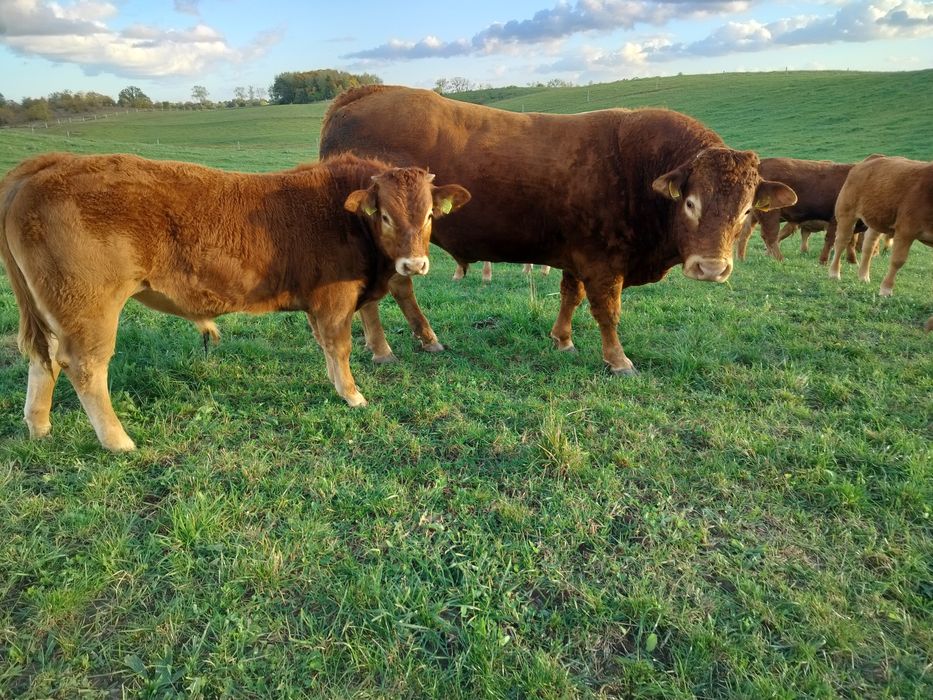 Byczki jałówki limousine LM odsadki