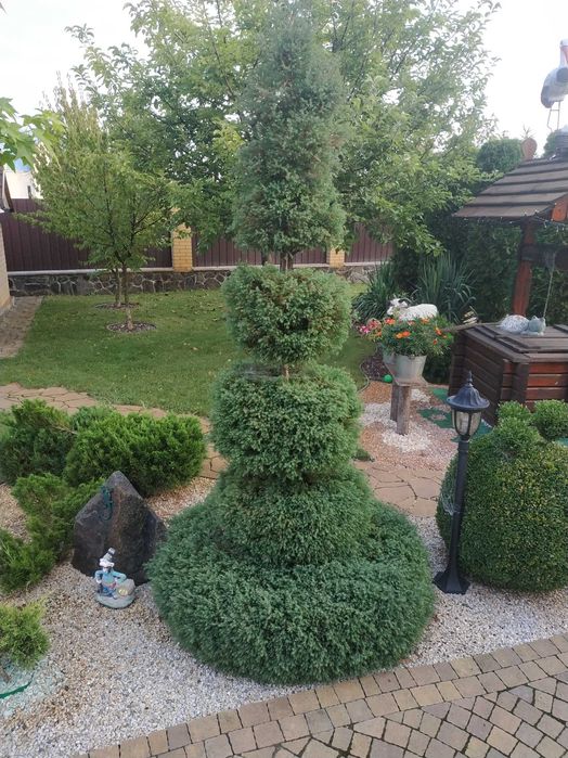 Туя вересковидная голубая. Укорененные черенки