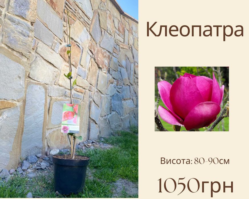 Магнолія ГОЛАНДІЯ 3л Дженні блек туліп фелікс джурі Пінк Пірамід Дафні Клеопатра Сюзан Нігра  Рустіка Рубра Ленней  Мерріл Гелаксі Джурі Альба Суперба