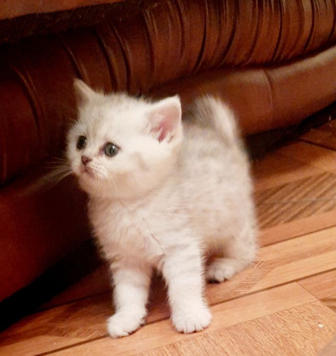 Маленькі лапулєчки