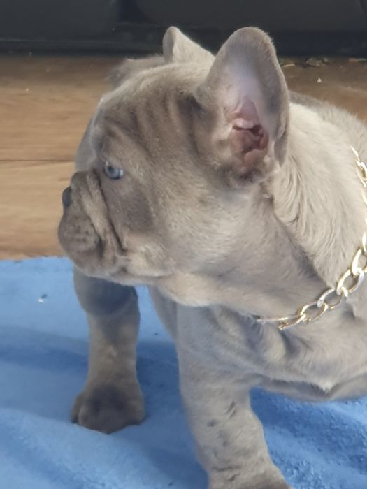 Buldog francuski/uroczy piesek