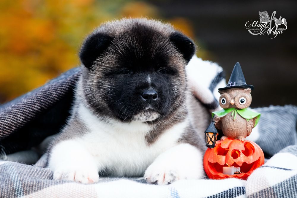 Американська акіта/ американская акита/ american akita