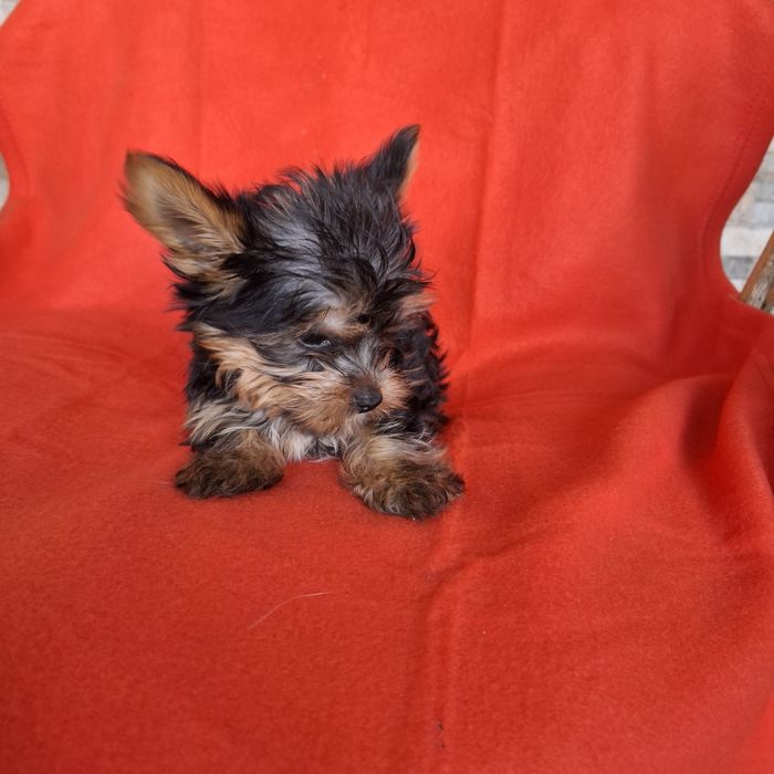 Yorkshire terrier piesek rodowód + wyprawka