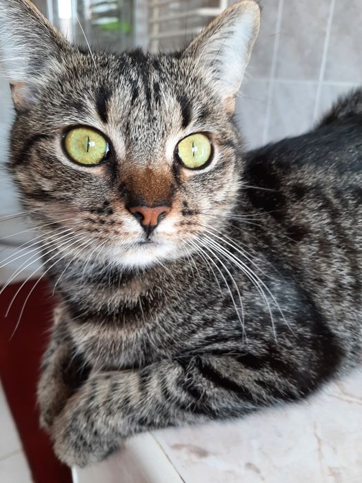 Kotka około  2,4 mce  do adopcji