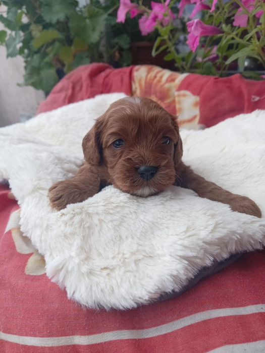 Cavapoo do rezerwacji
