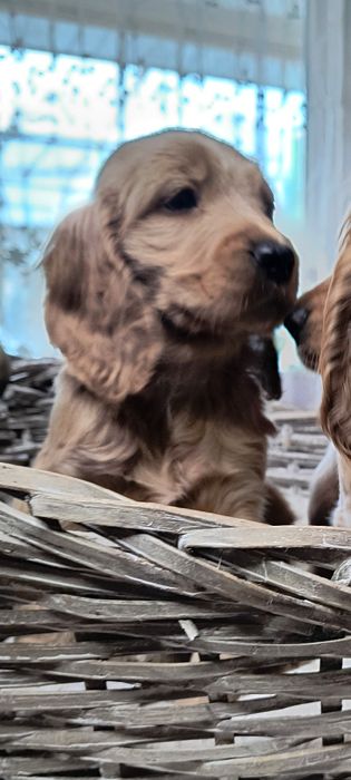Англійський(gold)кокер  спаніель