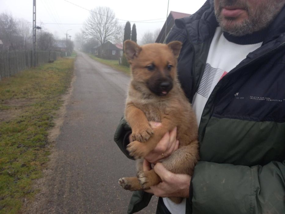 Oddam szczenięta, za darmo