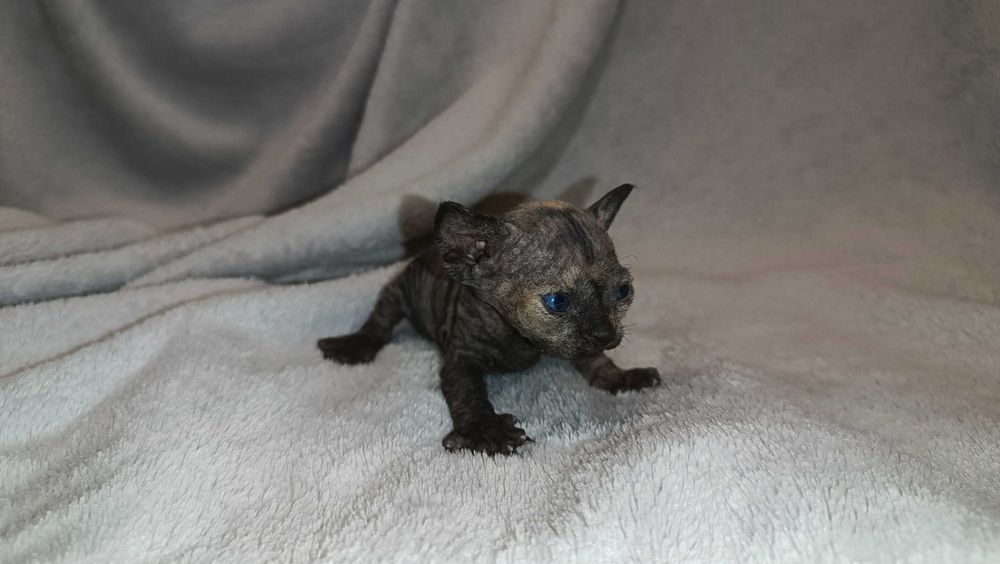 Devon Rex kocięta