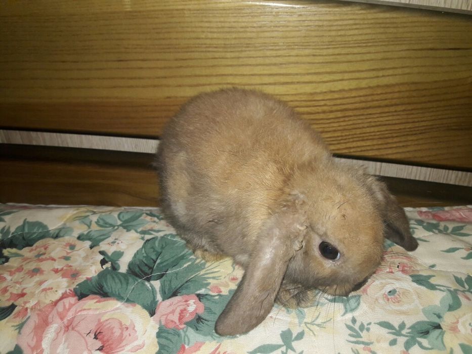 Мини карликовый кролик баранчик