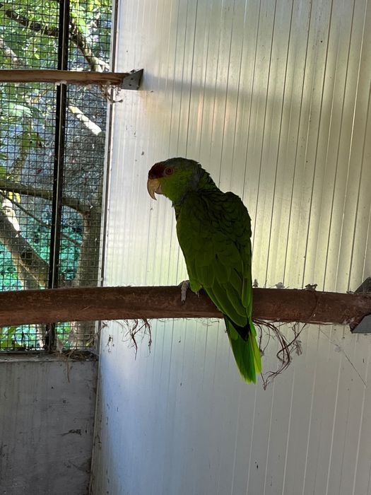 Papagaio Aestiva Finschi