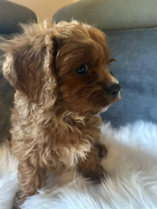 Cavapoo f1*chłopczyk małopolska