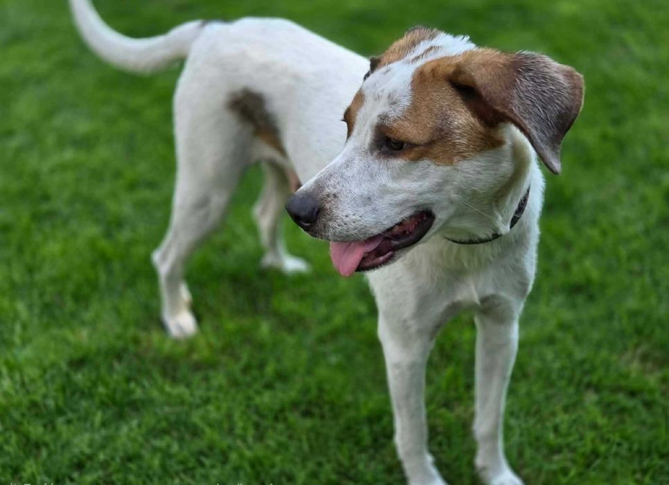 Cudowna Kira czeka na kochający domek. Adoptuj, pokochaj!