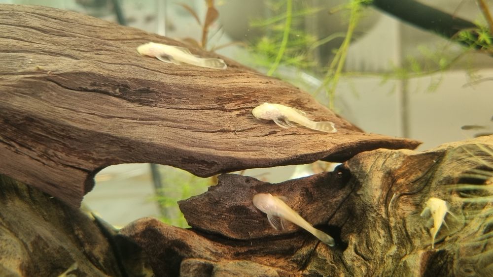 Glonojady - Młode Zbrojniki Albinosy