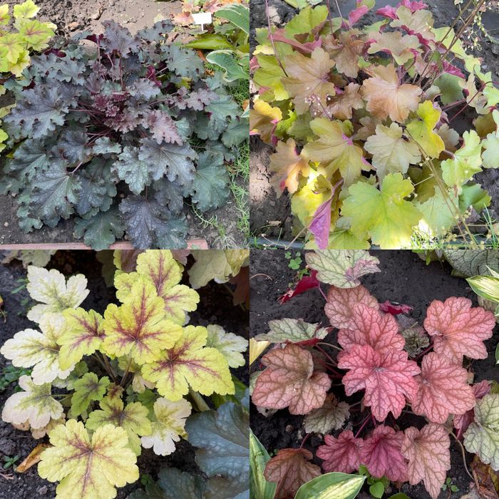 Гейхера хоста рослини для напівтіні та сонця