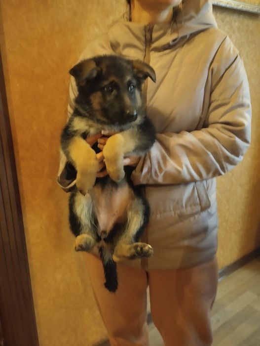 Продам цуценят Німецької вівчарки