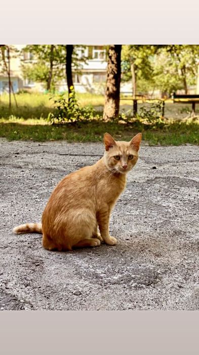 Отдам рыжего котенка, мальчик, 6 месяцев