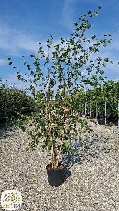 brzoza Doorenbos 250-400cm, wielopniowe drzewo, śnieżnobiała kora, duże drzewa