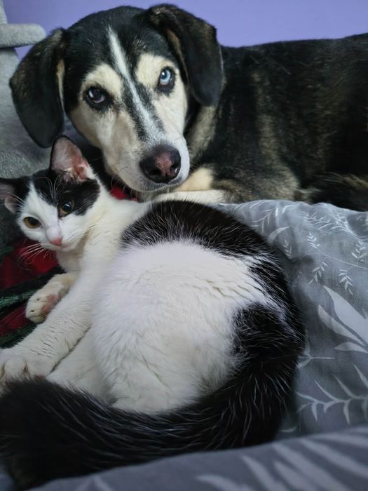 Cudna koteczka - oddam w dobre ręce