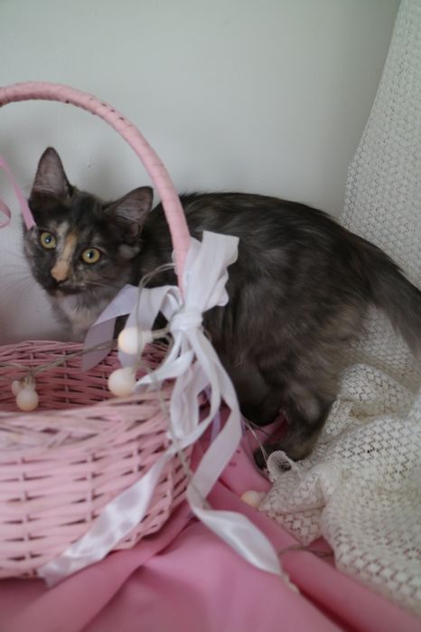 Кошеня дівчинка шукає родину