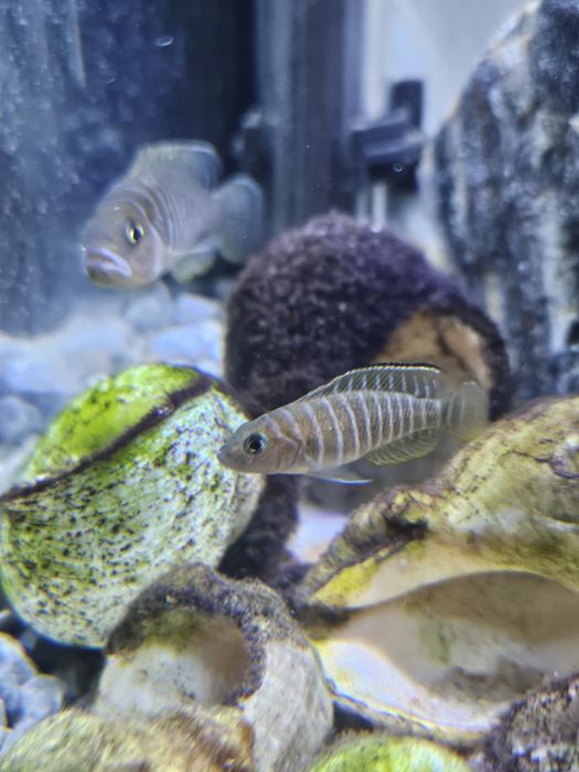 Dobrana stado 9 szt.  Muszlowców (Neolamprologus similis)